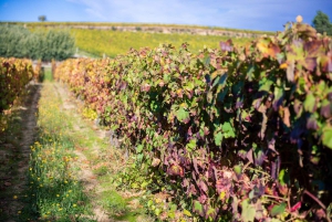 Two days to visit Fall Foliage in Douro Valley