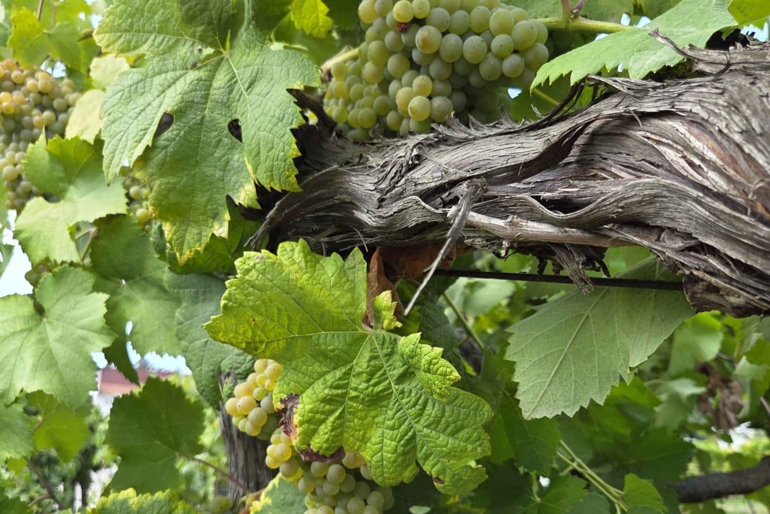 ヴィーニョ・ヴェルデ - ワインテイスティングと送迎付き