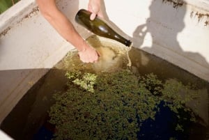 Wine & Food at a Organic Vineyard in Vinhos Verdes Region