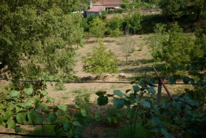 Wine & Food at a Organic Vineyard in Vinhos Verdes Region