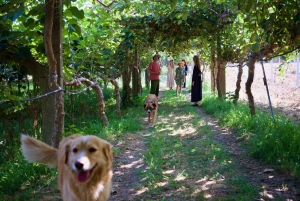 Wine & Food at a Organic Vineyard in Vinhos Verdes Region