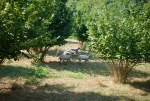 Wine & Food at a Organic Vineyard in Vinhos Verdes Region