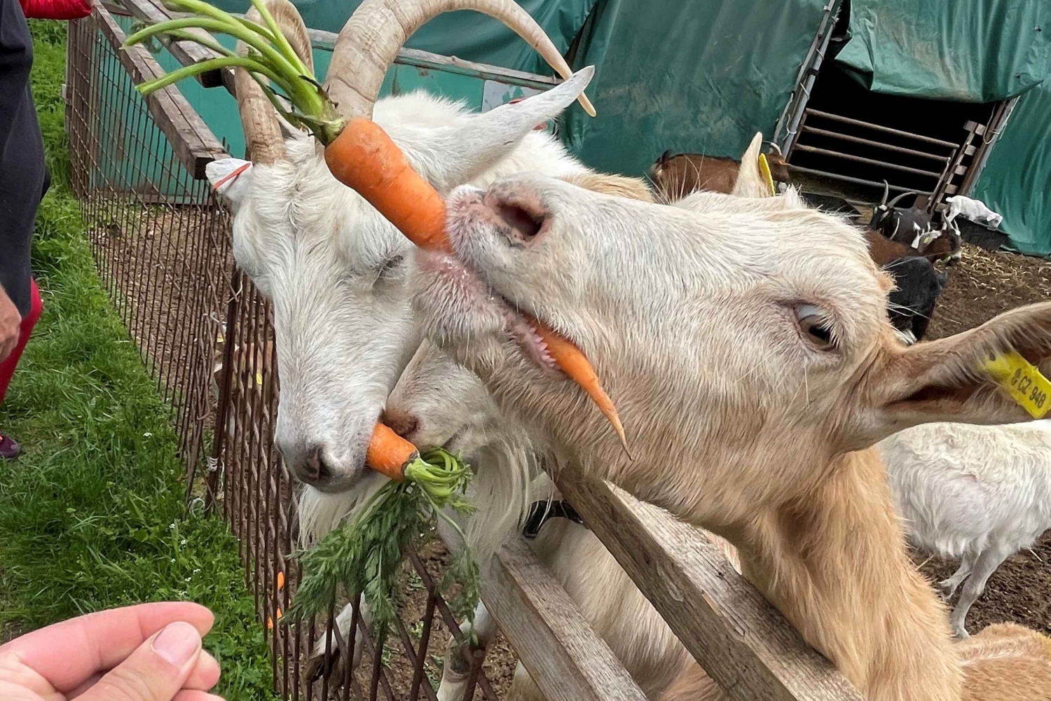 Bohemian Uplands: Garnet panning, Farm & Local Lunch&Beer