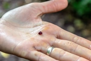 Bohemian Uplands: Garnet panning, Farm & Local Lunch&Beer