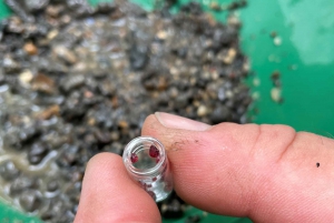 Bohemian Uplands: Garnet panning, Farm & Local Lunch&Beer