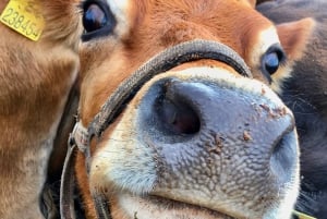 Bohemian Uplands: Garnet panning, Farm & Local Lunch&Beer