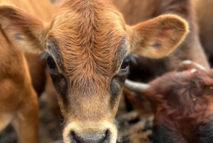 Bohemian Uplands: Garnet panning, Farm & Local Lunch&Beer