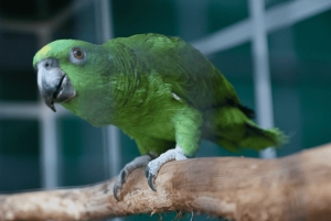 Prague : billet pour la visite de la chocolaterie Chocotopia + atelier