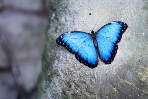 Papilonia Butterfly House: Billet til Prags sommerfuglehus