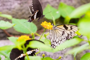 Papilonia Butterfly House: Billet til Prags sommerfuglehus