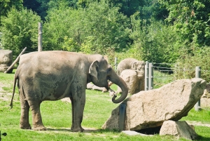 Prague : L'audioguide du zoo de Prague avec billet électronique