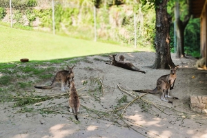 Prague : L'audioguide du zoo de Prague avec billet électronique