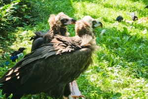 Prague : L'audioguide du zoo de Prague avec billet électronique