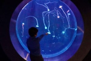 Praga: The World Of Jellyfish bilet wstępu z napojem