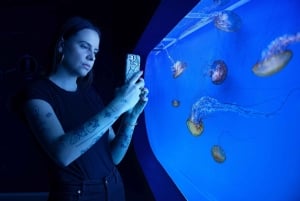 Praga: The World Of Jellyfish bilet wstępu z napojem