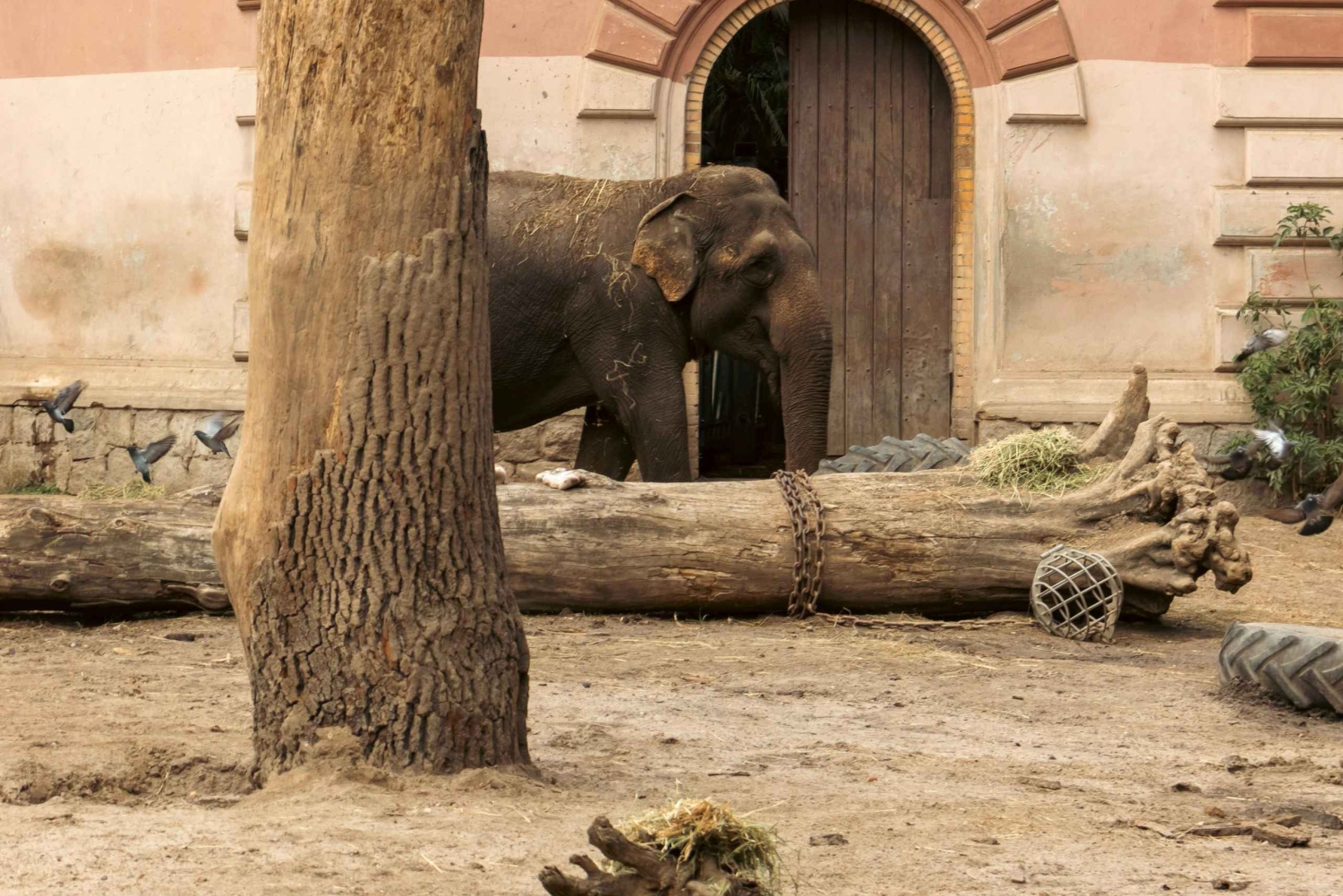 Prague : billet d'entrée au zoo avec audioguide et transfert