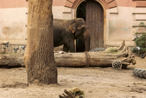 Prague : billet d'entrée au zoo avec audioguide et transfert