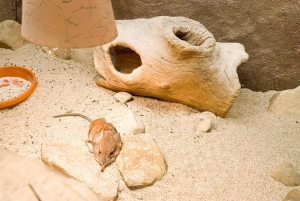 Guide audio en ligne du zoo de Prague (sans billet)