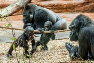 Zoo di Praga: Biglietto di ingresso prioritario