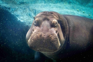 Zoo di Praga: Biglietto di ingresso prioritario