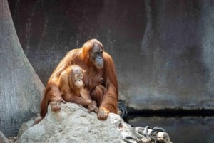 Zoo di Praga: Biglietto di ingresso prioritario