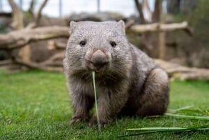 Zoo di Praga: Biglietto di ingresso prioritario