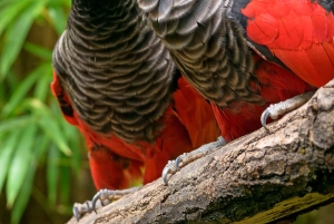 Prager Zoo: Ticket ohne Anstehen Einlass ohne Anstehen