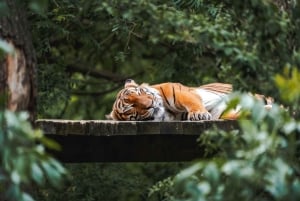 Prag Zoo Skip-the-line biljetter och privat transfer