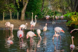 Prag Zoo Skip-the-line biljetter och privat transfer