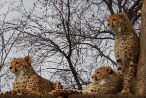 Prag Zoo Skip-the-line biljetter och privat transfer