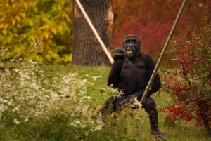 Prag Zoo Skip-the-line biljetter och privat transfer