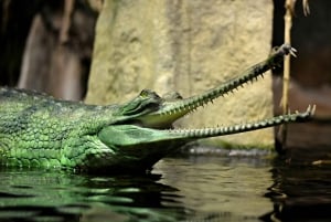 Prag Zoo Skip-the-line biljetter och privat transfer