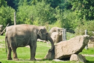 Prague ZOO Transfer with AudioGuide - NO Admission Ticket