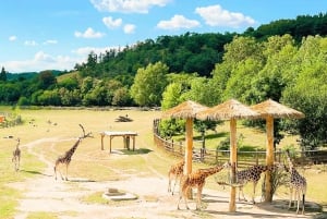 Prague ZOO Transfer with AudioGuide - NO Admission Ticket