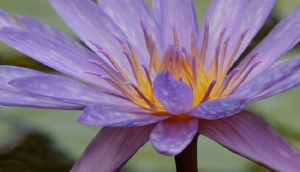 Fulladoza (Credit: Gustavo Antonetti)