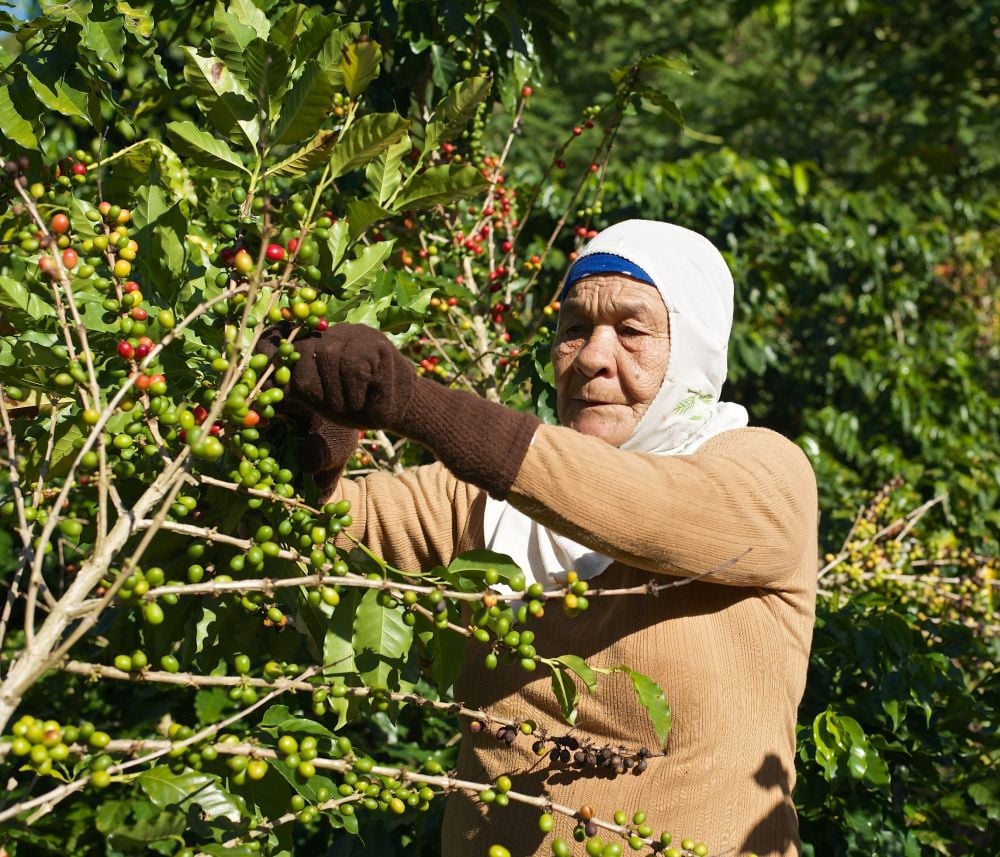 Woman Harvesting Coffee