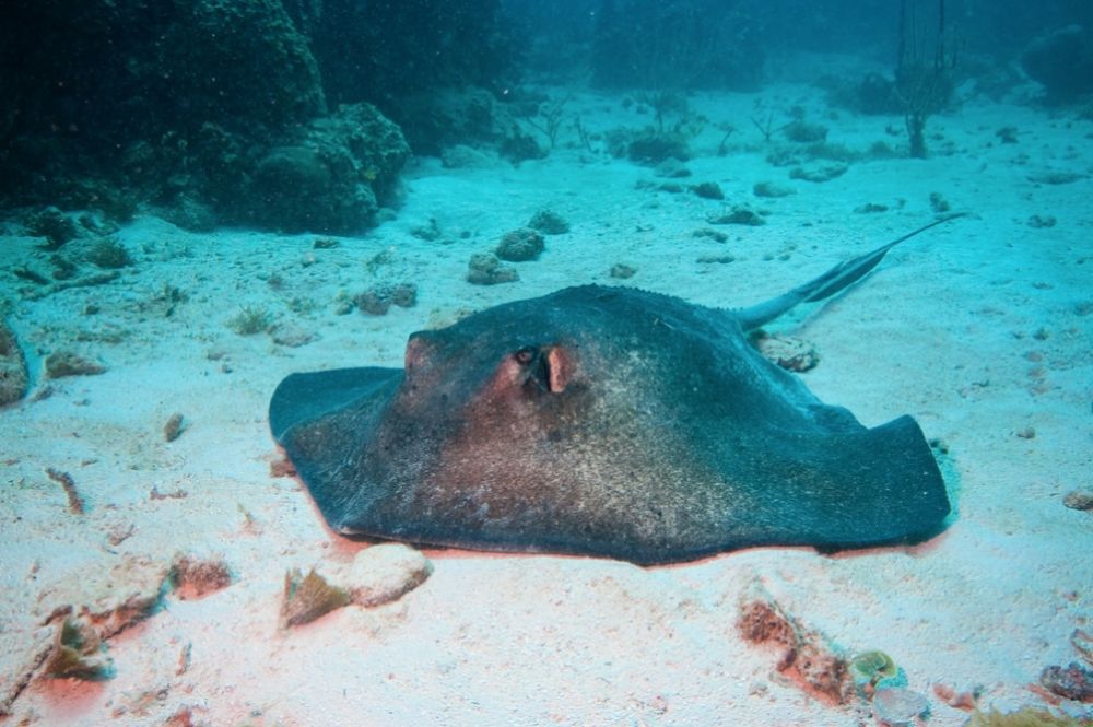 Stingray, Mona Island diving