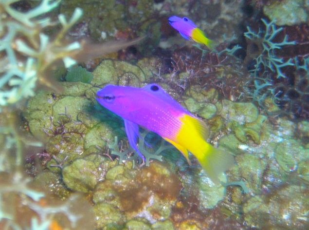 Candyland dive site at Desecheo Island