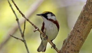 Birding Puerto Rico