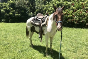 Parque de la selva tropical de Carabalí: recorrido a caballo por la selva tropical