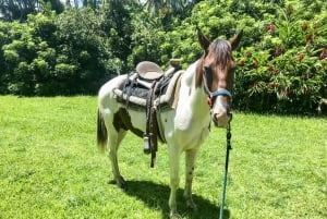 Carabalí Rainforest Park: Rainforest Horseback Riding Tour