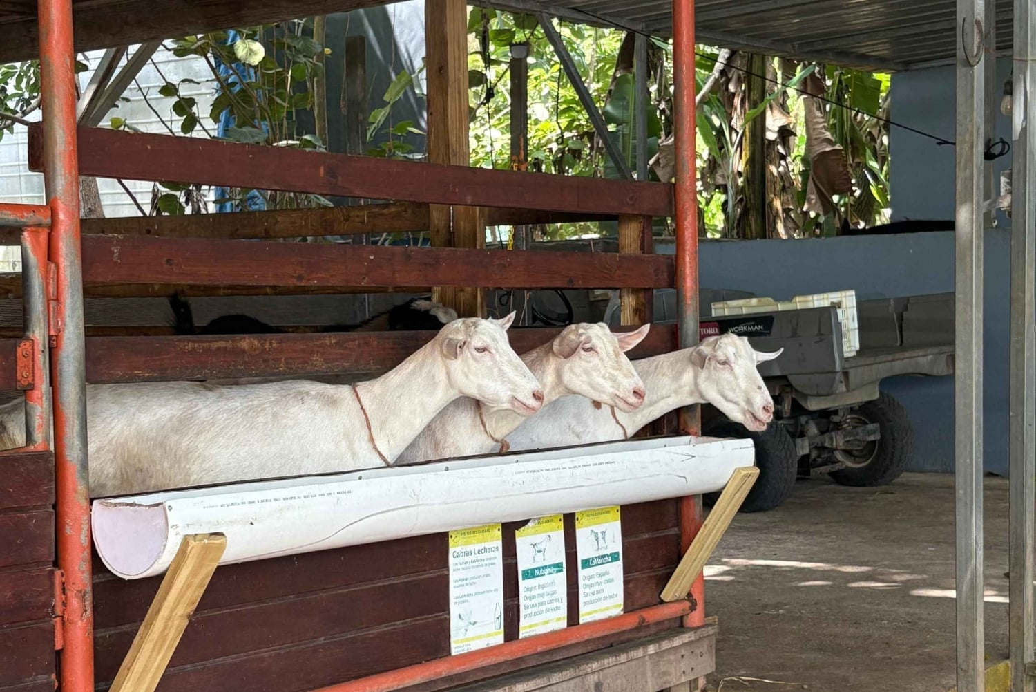 Carolina: degustacja z lunch i dojenie kóz