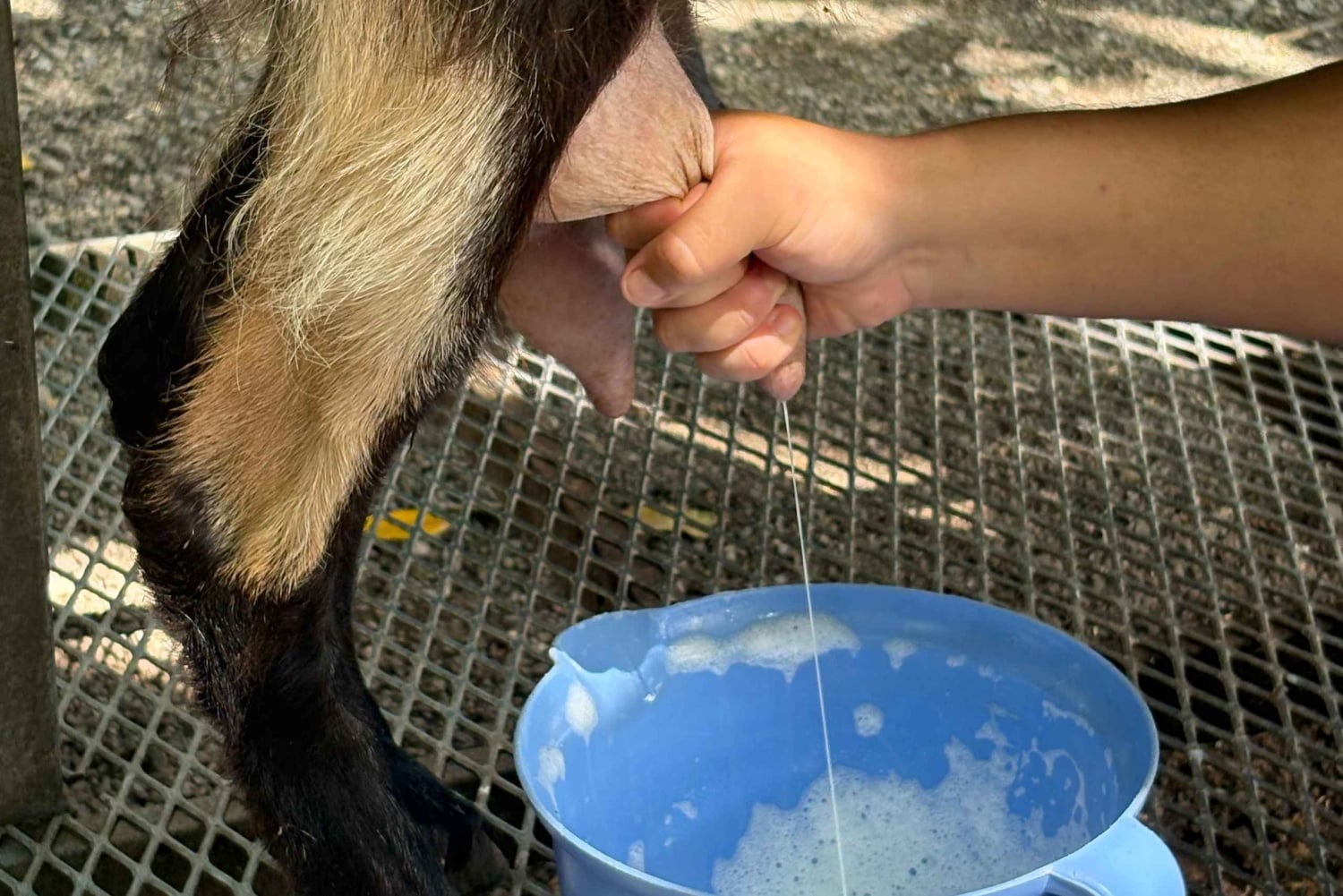 Carolina: degustacja z lunch i dojenie kóz