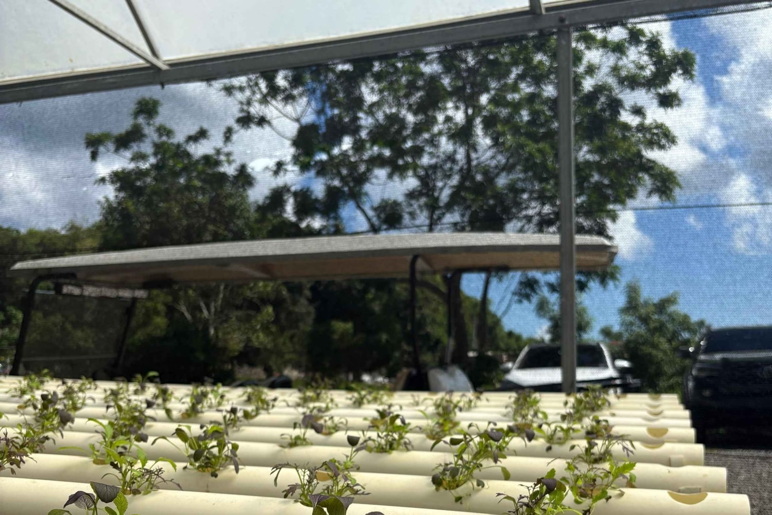 Carolina: degustacja z lunch i dojenie kóz