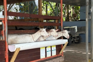 Carolina: degustacja z lunch i dojenie kóz