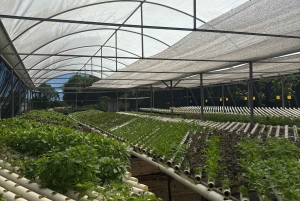 Carolina: degustacja z lunch i dojenie kóz