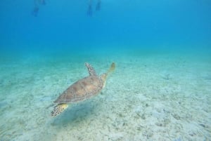 Culebra: Snorkeling, Scuba Diving, and Kayaking Tour