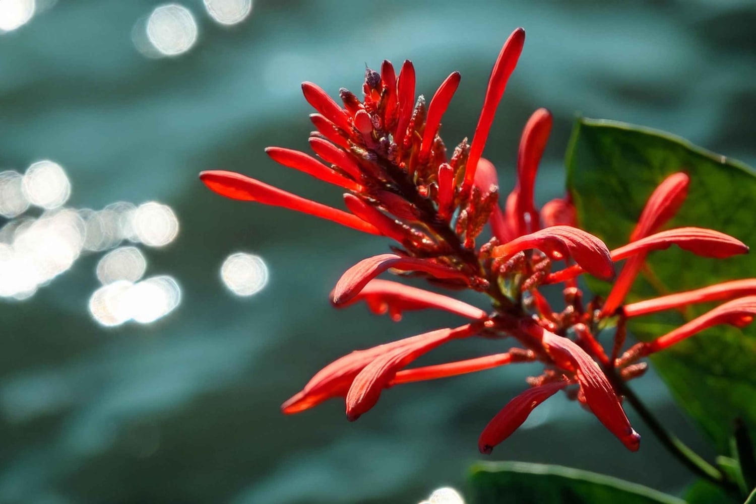 Upptäck ett dolt paradis och lär dig om växter