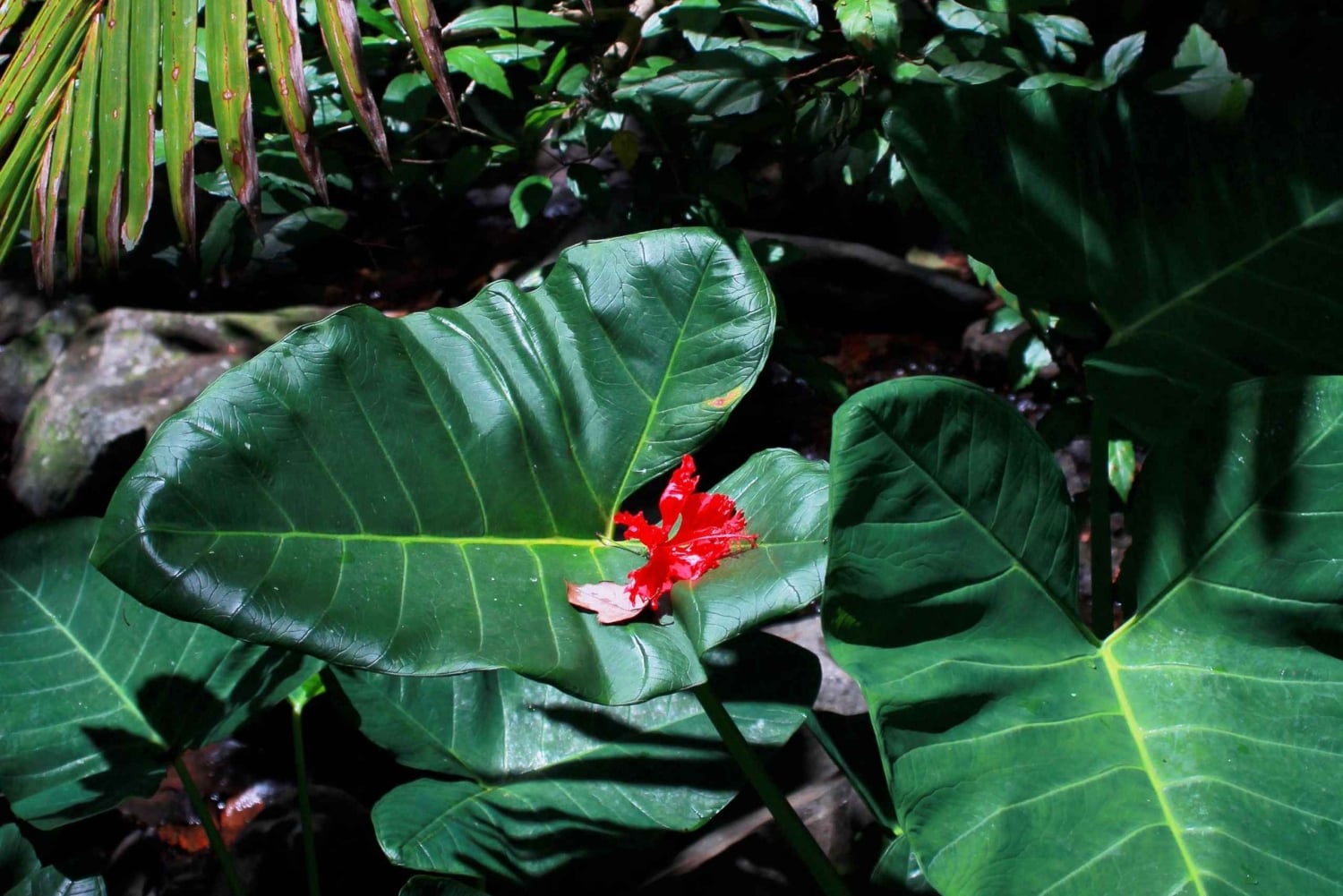 Upptäck ett dolt paradis och lär dig om växter