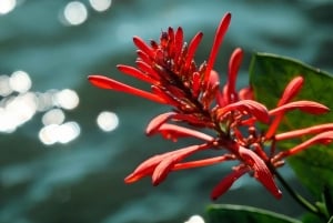 Upptäck ett dolt paradis och lär dig om växter